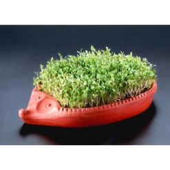 Kräuter & Gewürze|Messer & Co. Entdecken<Römertopf Kresse-Igel